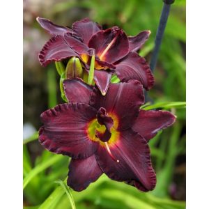 Hemerocallis Bogeyman - Sásliliom