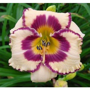 Hemerocallis Bold Encouter - Sásliliom