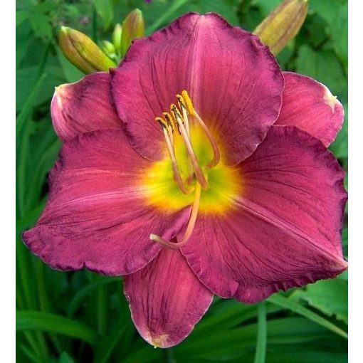 Hemerocallis Bolly - Sásliliom