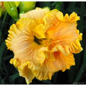 Hemerocallis Bonnie Holley - Sásliliom