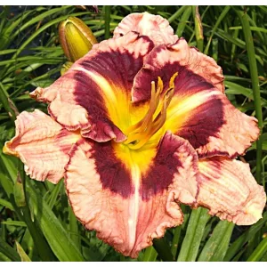 Hemerocallis Bonvivan - Sásliliom