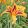 Hemerocallis Bottle Rocket