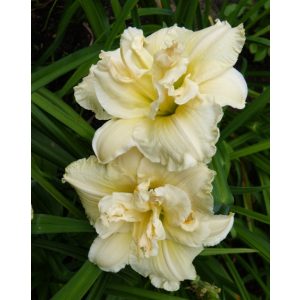 Hemerocallis Bowl of Cream - Sásliliom