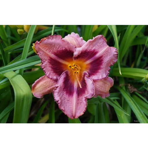 Hemerocallis Broaden Your Horizont - Sásliliom