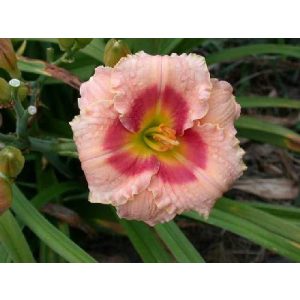 Hemerocallis Broadway Accent - Sásliliom