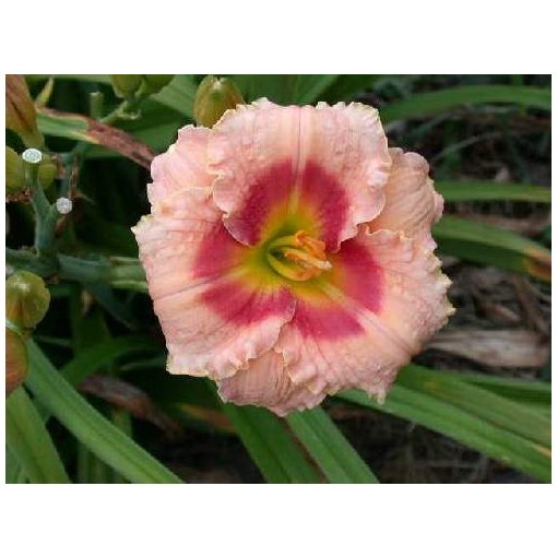 Hemerocallis Broadway Accent - Sásliliom