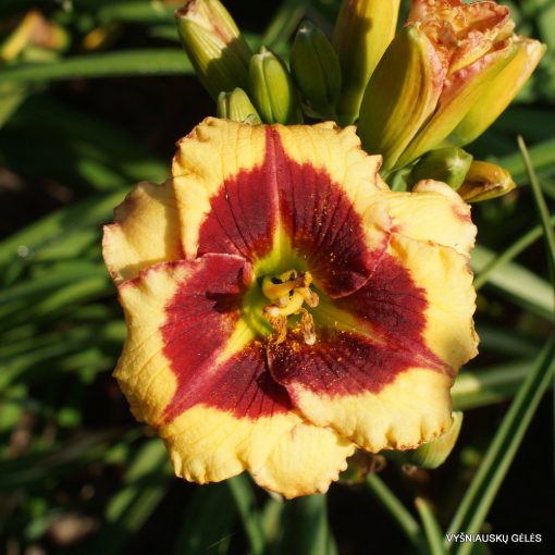 Hemerocallis Broadway Cherry Blast - Sásliliom