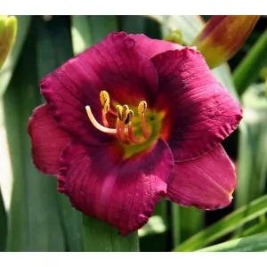 Hemerocallis Broadway Nights - Sásliliom