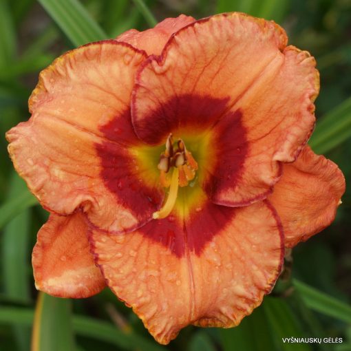 Hemerocallis Broadway Raven - Sásliliom