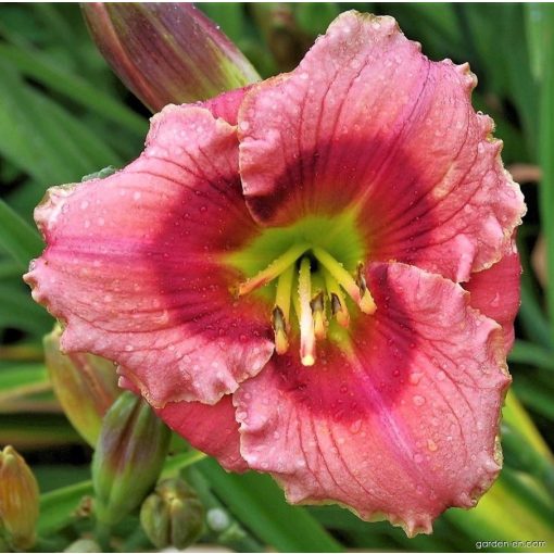 Hemerocallis Broadway Sparkler - Sásliliom