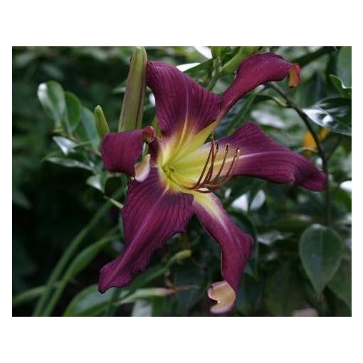 Hemerocallis Brooklyn Twist - Sásliliom