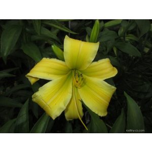 Hemerocallis Buddha Hand - Sásliliom