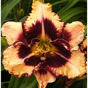 Hemerocallis Burgundy Blonde Hair - Sásliliom