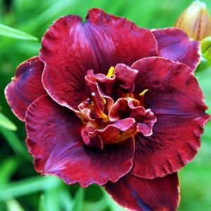 Hemerocallis Burgundy Love