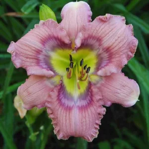 Hemerocallis Butterfly Moon - Sásliliom