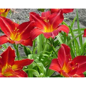 Hemerocallis Campfire Embers