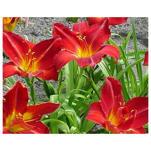 Hemerocallis Campfire Embers