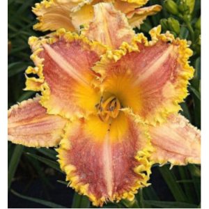 Hemerocallis Candy Love - Sásliliom