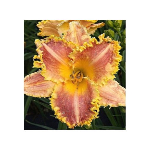 Hemerocallis Candy Love - Sásliliom