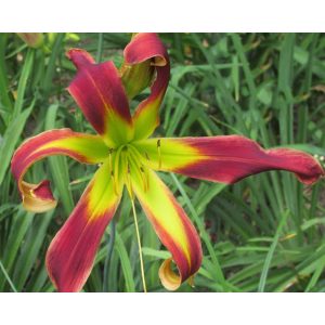 Hemerocallis Captain America