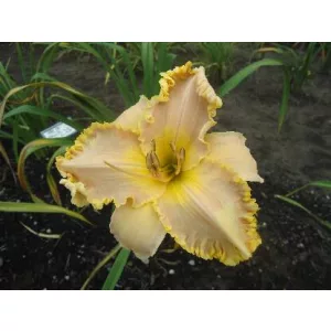 Hemerocallis Carolyn Mann