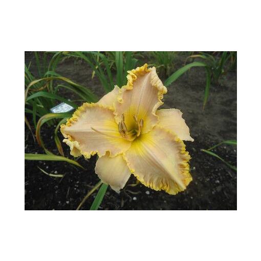 Hemerocallis Carolyn Mann