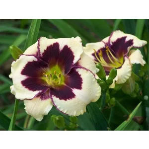 Hemerocallis Celebration of Angels - Sásliliom