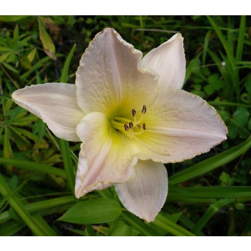 Hemerocallis Celestiaz City - Sásliliom