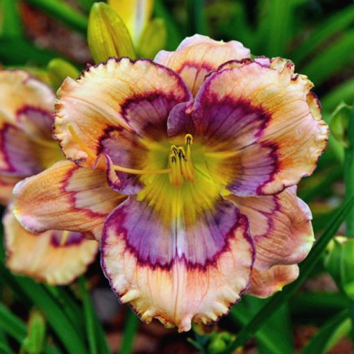 Hemerocallis Celtic Butterfly - Sásliliom