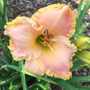 Hemerocallis Chang Dynasty