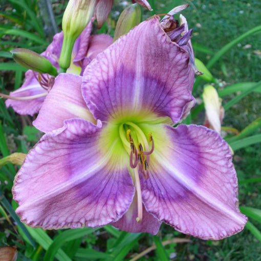 Hemerocallis Chasing Shadows - Sásliliom