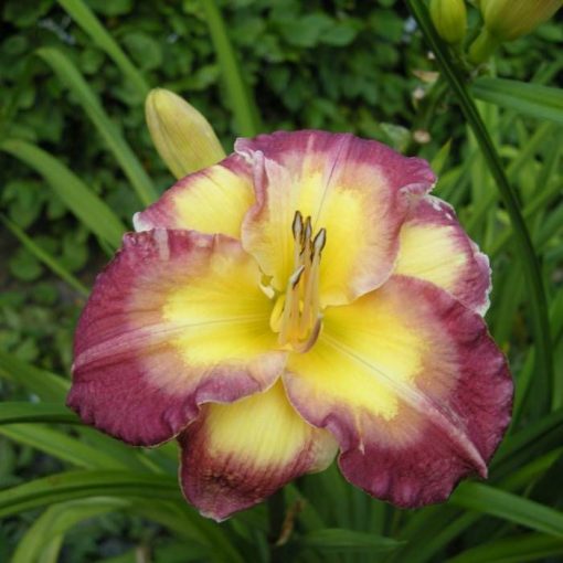 Hemerocallis Cheese and Wine - Sásliliom