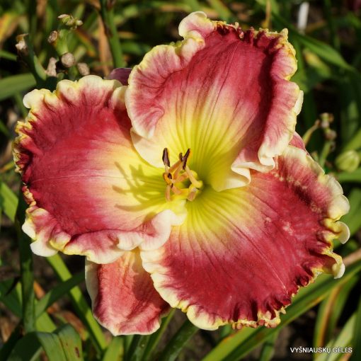 Hemerocallis Cherry Ice Cream Smile - Sásliliom