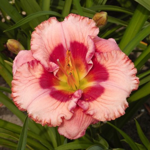 Hemerocallis Cherry Valentine - Sásliliom