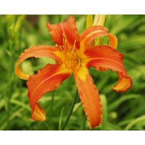 Hemerocallis Chesapeake Crablegs - Sásliliom