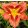 Hemerocallis Cheyenne Chieftain - Sásliliom