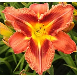 Hemerocallis Cheyenne Chieftain - Sásliliom