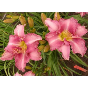 Hemerocallis Chicago Cattleya