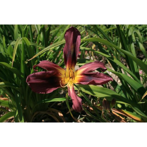 Hemerocallis Chokecherry Mountain - Sásliliom