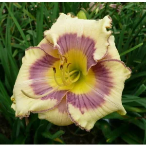 Hemerocallis Chromatic Butterfly - Sásliliom