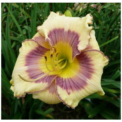 Hemerocallis Chromatic Butterfly - Sásliliom