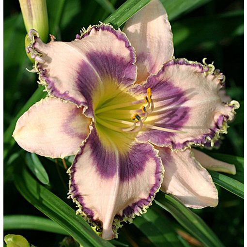 Hemerocallis Cinderella Dance - Sásliliom