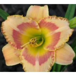 Hemerocallis Cindy Choice - Sásliliom