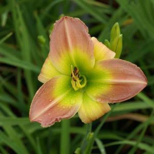 Hemerocallis Cocktail Party - Sásliliom