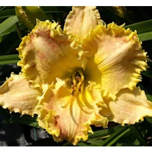 Hemerocallis Cold Fusion - Sásliliom