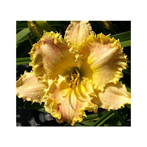 Hemerocallis Cold Fusion - Sásliliom