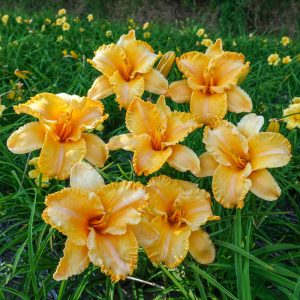 Hemerocallis Colonel Mustard - Sásliliom