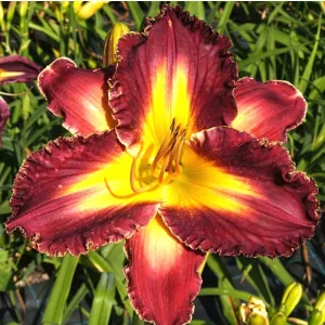 Hemerocallis Color City - Sásliliom