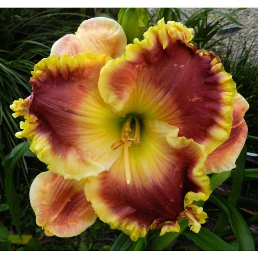 Hemerocallis Cool Running