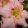 Hemerocallis Corithian Pink